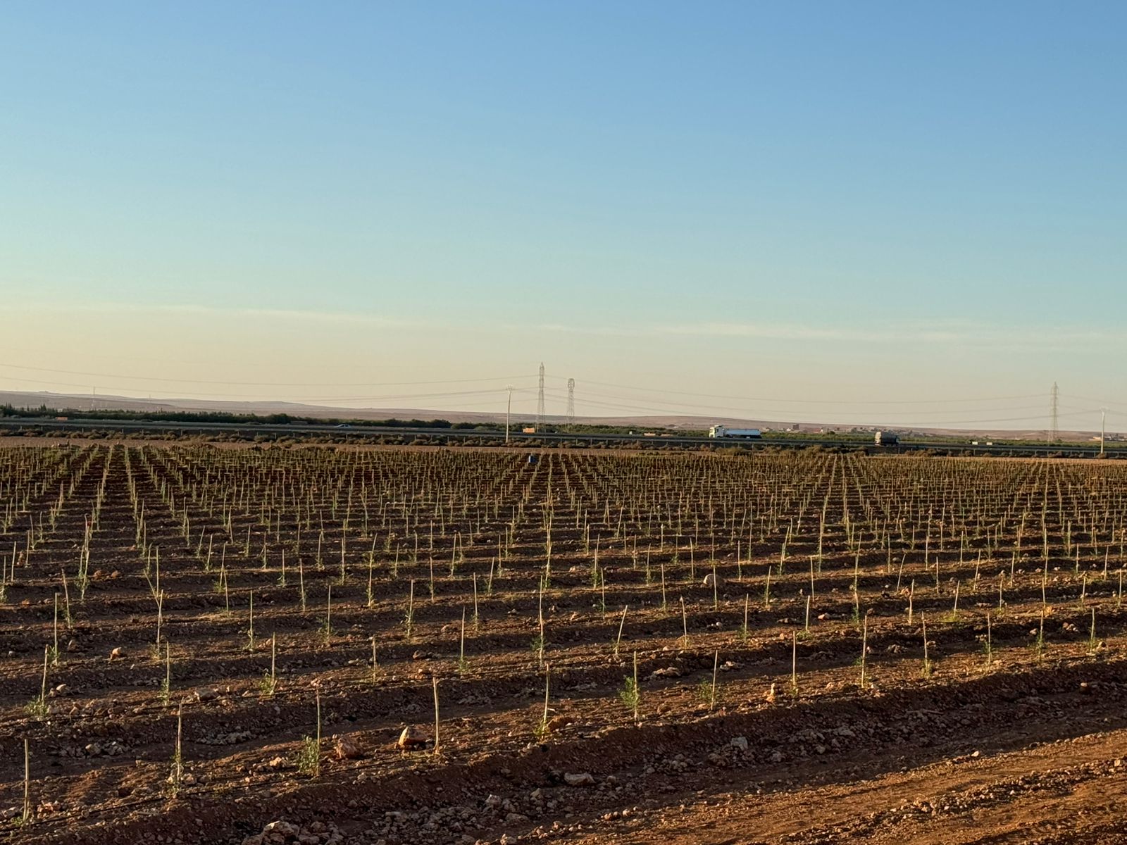 Plantation arbres fruitiers – Marrakech