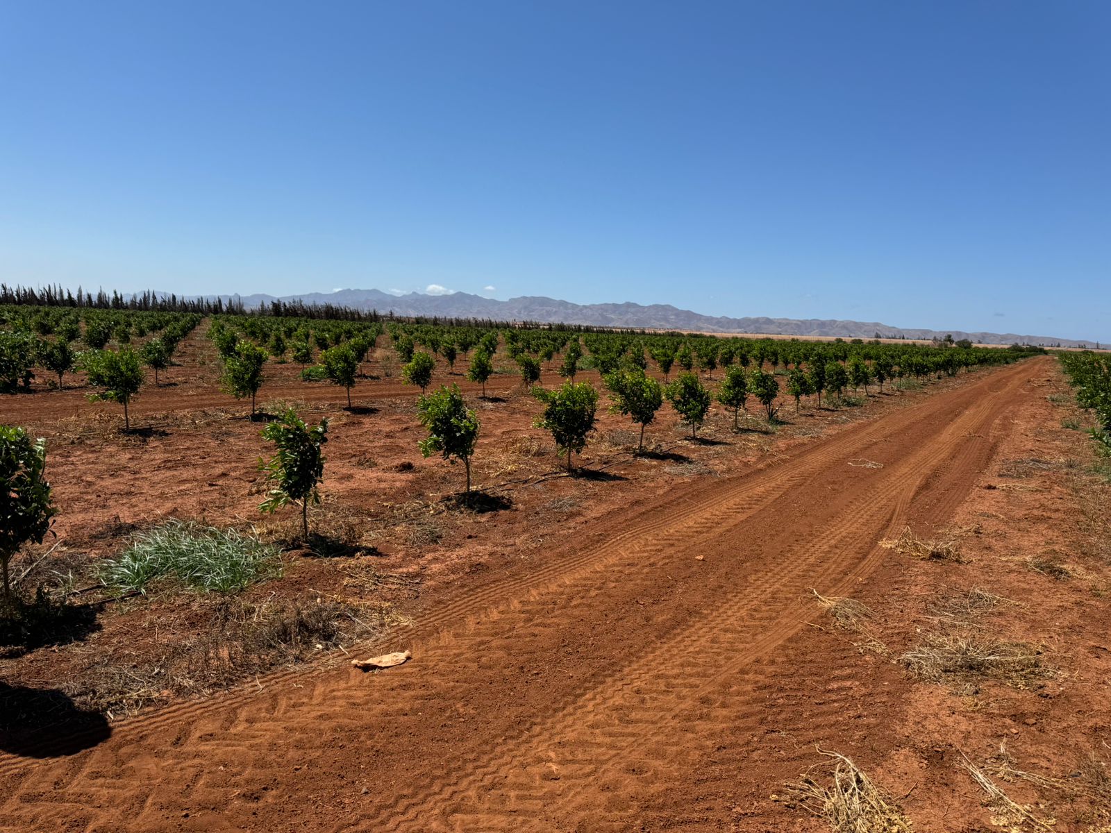 Plantation & Vergers Clés en Main