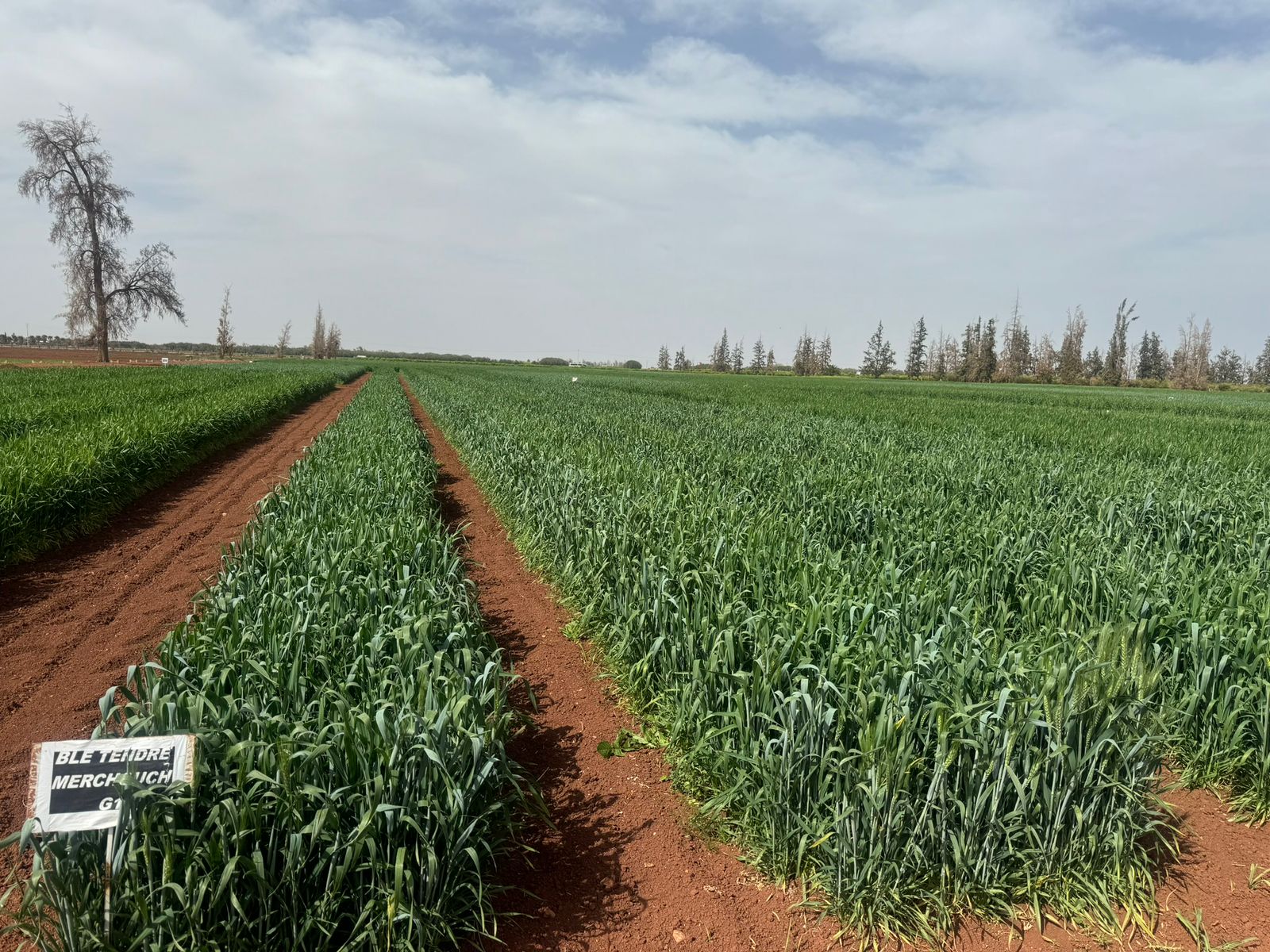 Réalisation IRRI POWER 68