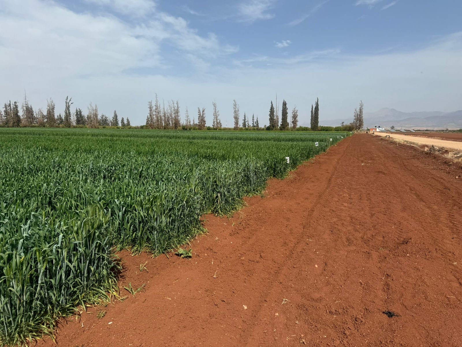 Réalisation IRRI POWER 75