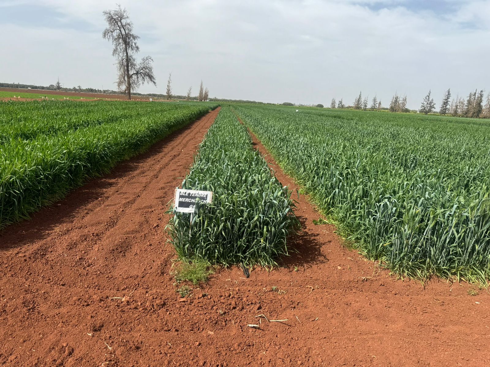 Réalisation IRRI POWER 79