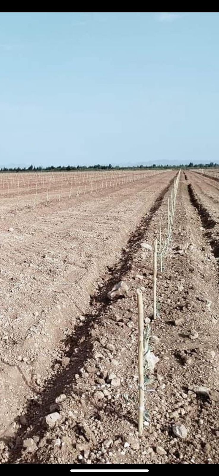 Reboisement & plantation – Béni Mellal